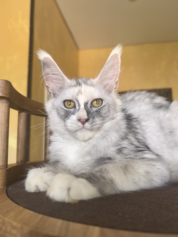 Anika Vika Akbars - Kitten maine-coon 3 months 3.5 weeks