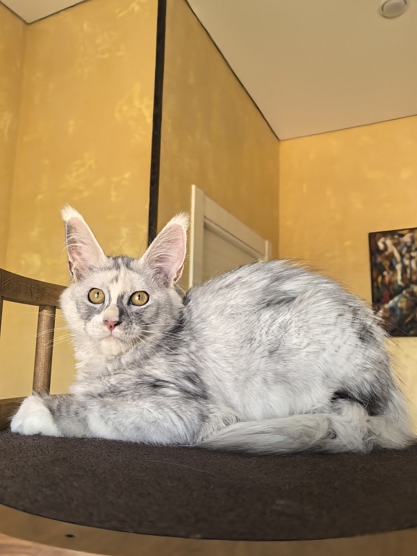 Anika Vika Akbars - Kitten maine-coon 3 months 3.5 weeks