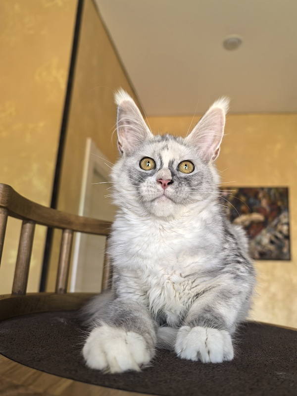 Anika Vika Akbars - Kitten maine-coon 3 months 3.5 weeks