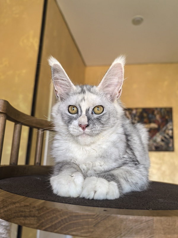 Anika Vika Akbars - Kitten maine-coon 3 months 3.5 weeks