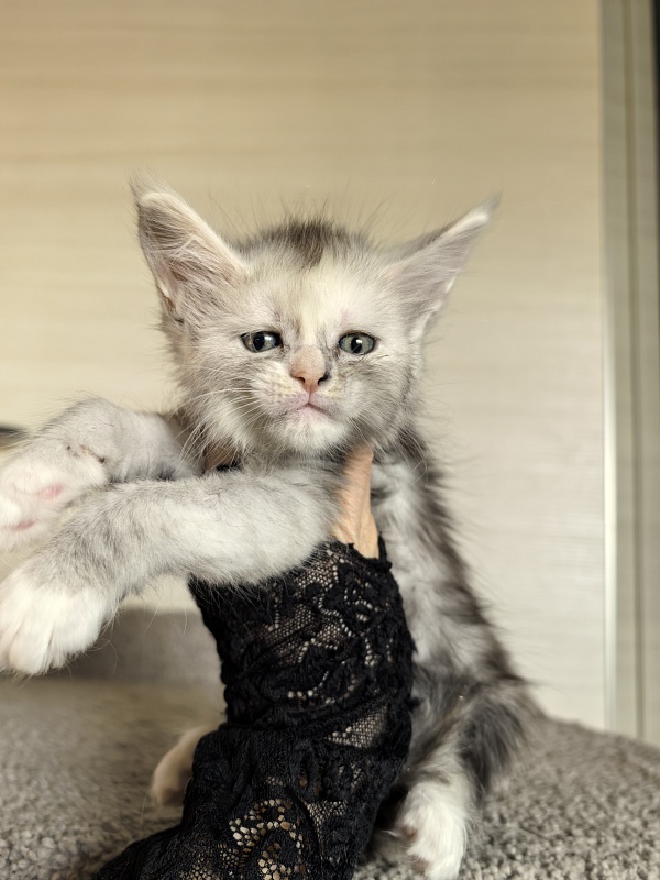 Anika Vika Akbars - Kitten maine-coon 1 month