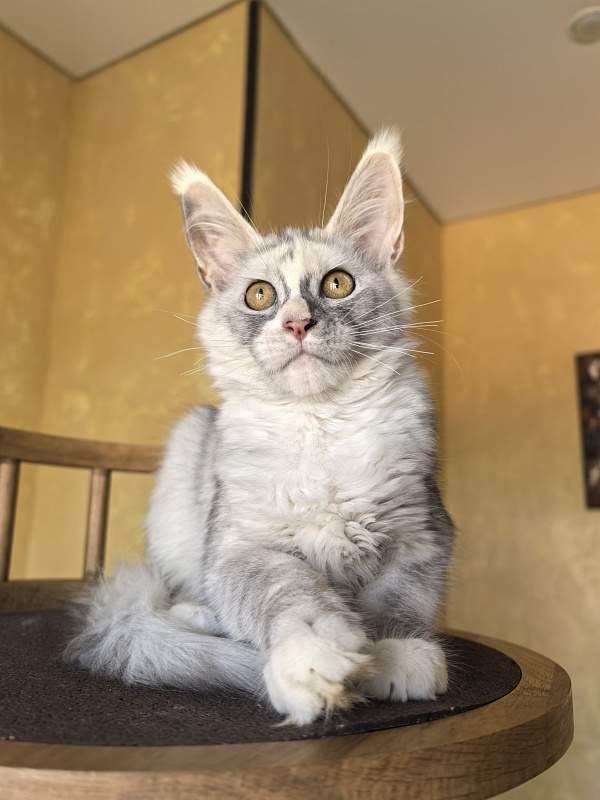 Anika Vika Akbars - Kitten maine-coon 3 months 3.5 weeks