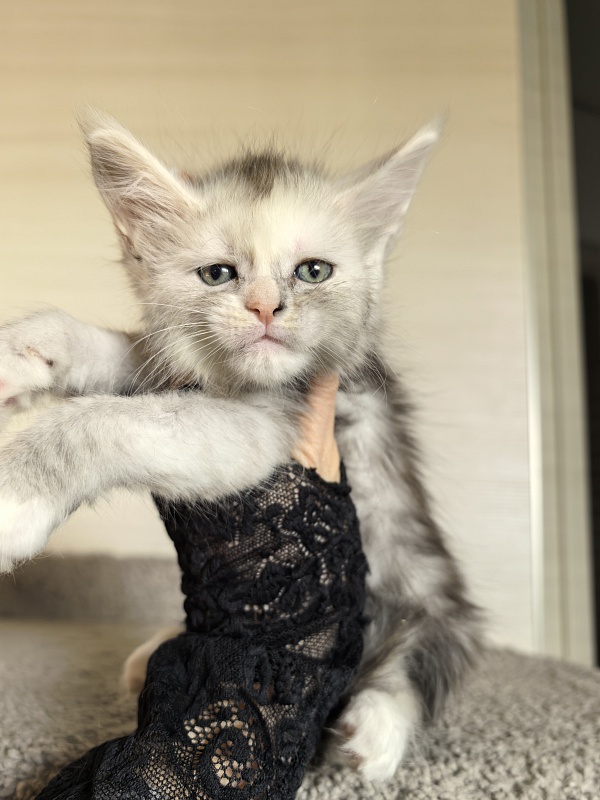 Anika Vika Akbars - Kitten maine-coon 1 month