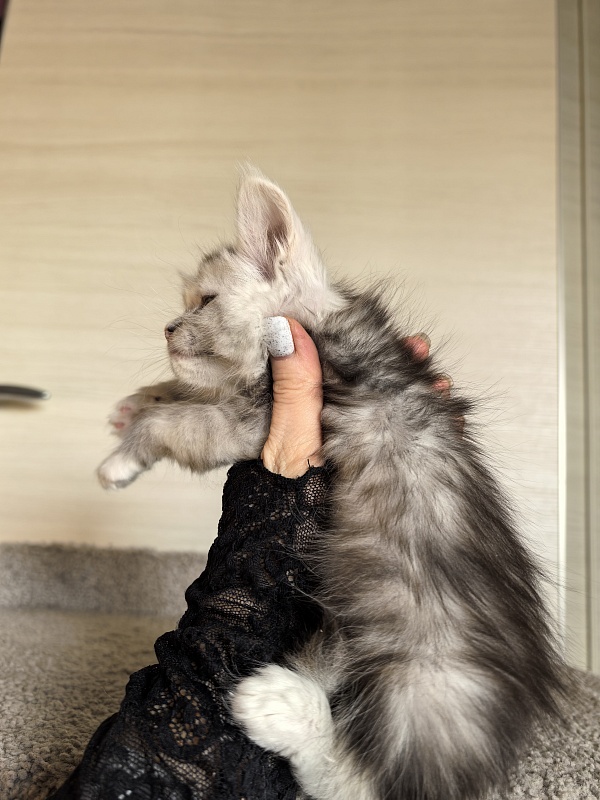 Anika Vika Akbars - Kitten maine-coon 1 month