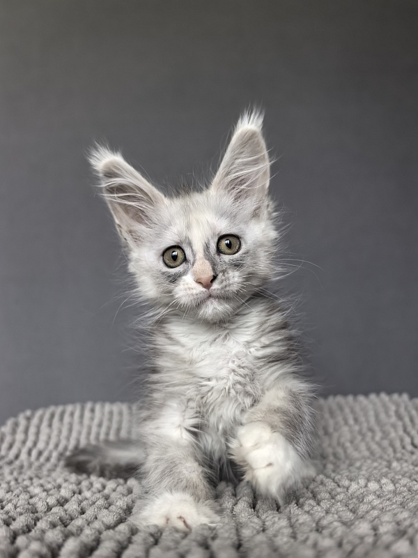 Anika Vika Akbars - Kitten maine-coon 2 months