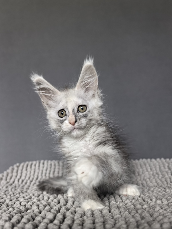 Anika Vika Akbars - Kitten maine-coon 2 months