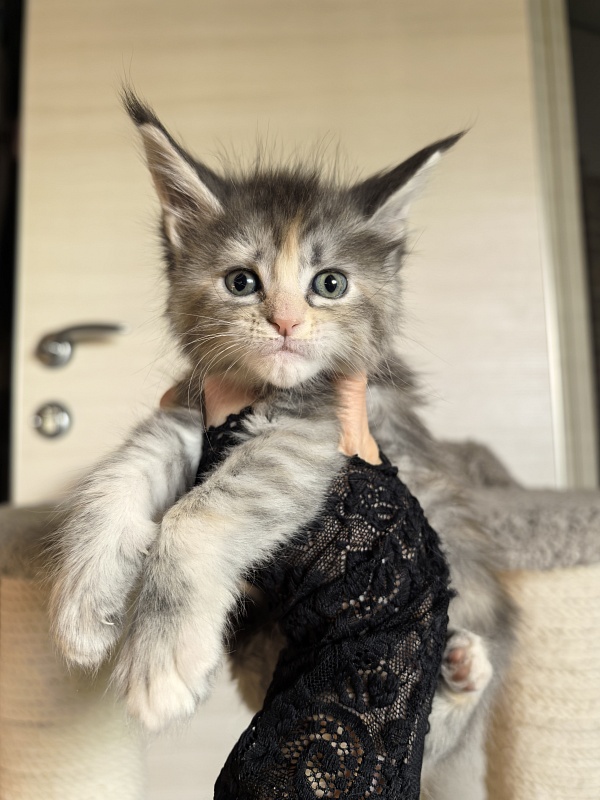 Alanna Akbars - Kitten maine-coon 1 month