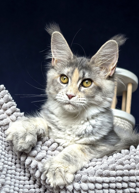 Alanna Akbars - Kitten maine-coon 4 months 1.5 week