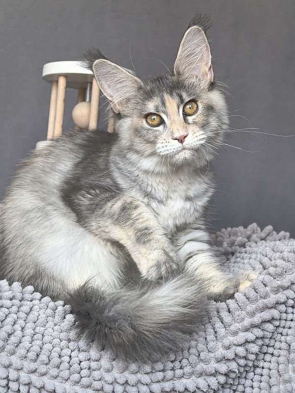 Alanna Akbars - Kitten maine-coon 4 months 1.5 week