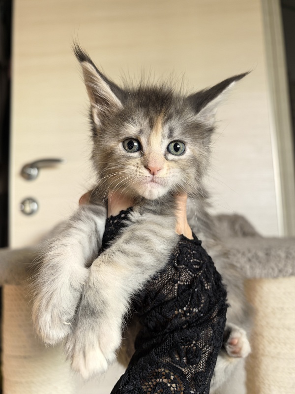 Alanna Akbars - Kitten maine-coon 1 month