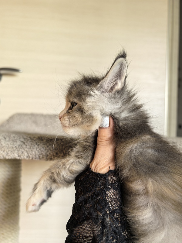 Alanna Akbars - Kitten maine-coon 1 month