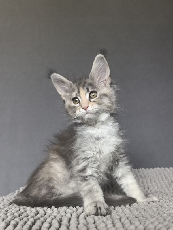 Alanna Akbars - Kitten maine-coon 2 months