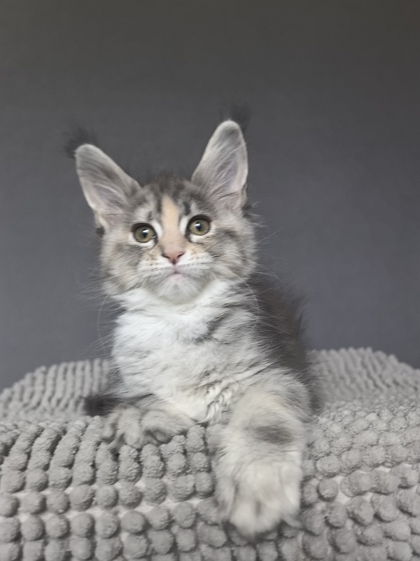 Alanna Akbars - Kitten maine-coon 2 months