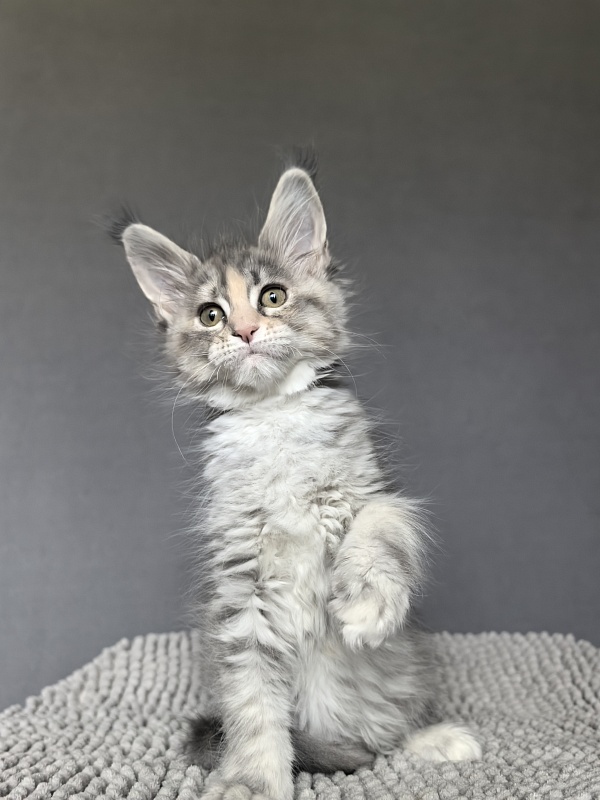 Alanna Akbars - Kitten maine-coon 2 months