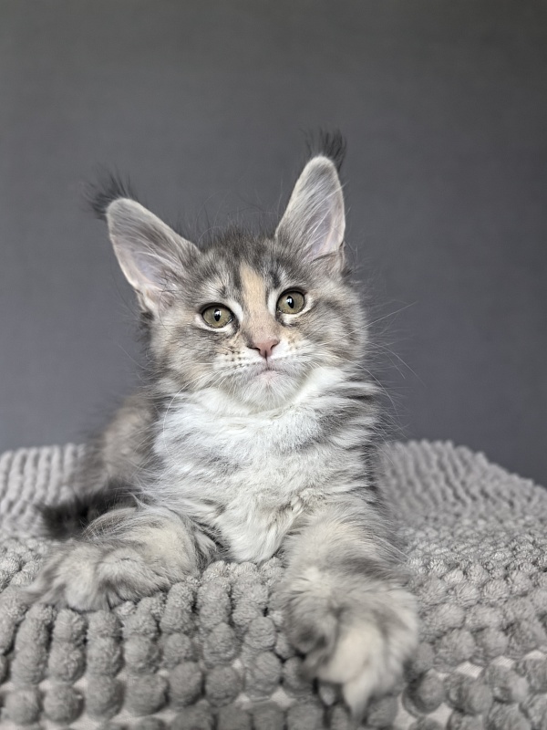 Alanna Akbars - Kitten maine-coon 2 months