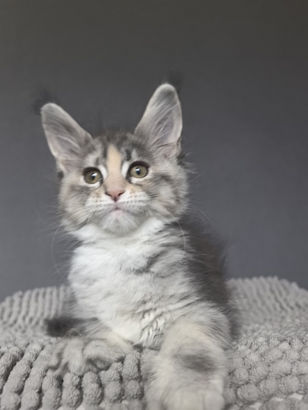 Alanna Akbars - Kitten maine-coon 2 months