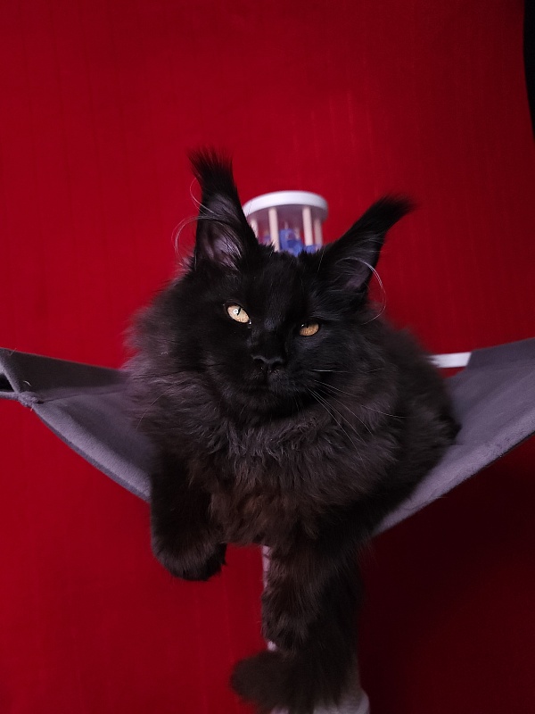 Sam Bloomer Akbars - Junior maine-coon 7 months 3.5 weeks