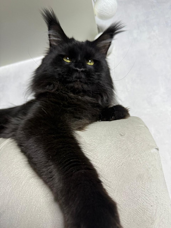 Sam Bloomer Akbars - Adult maine-coon 2 years 10 months 2.5 weeks