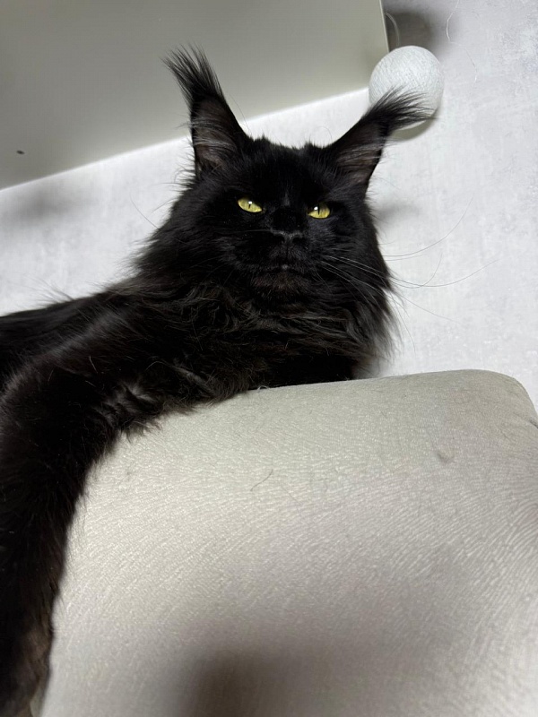 Sam Bloomer Akbars - Adult maine-coon 2 years 10 months 2.5 weeks
