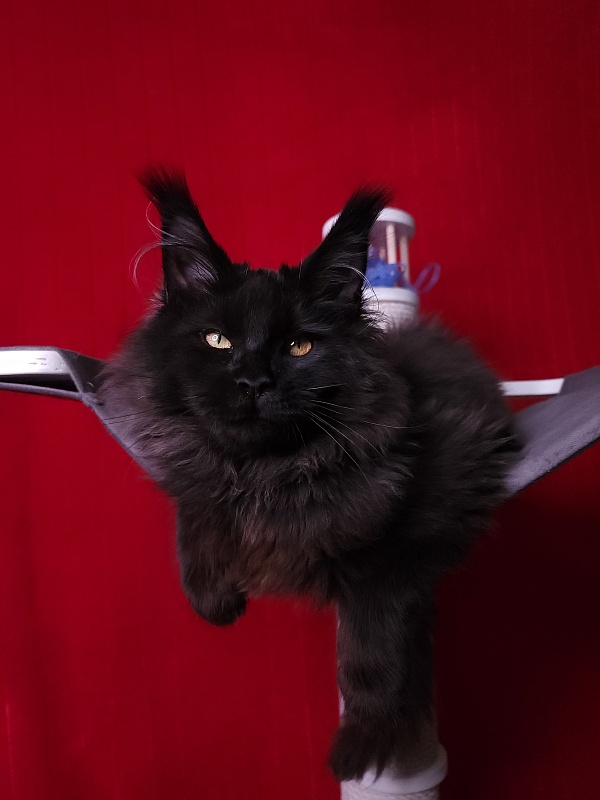 Sam Bloomer Akbars - Junior maine-coon 7 months 3.5 weeks