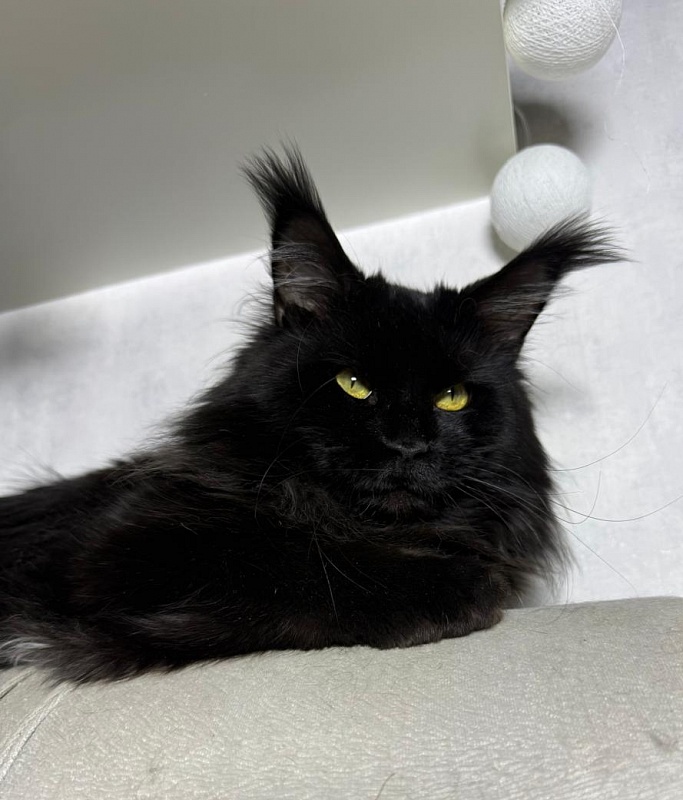 Sam Bloomer Akbars - Adult maine-coon 2 years 10 months 2.5 weeks