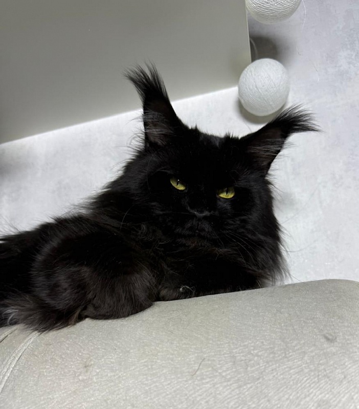 Sam Bloomer Akbars - Adult maine-coon 2 years 10 months 2.5 weeks