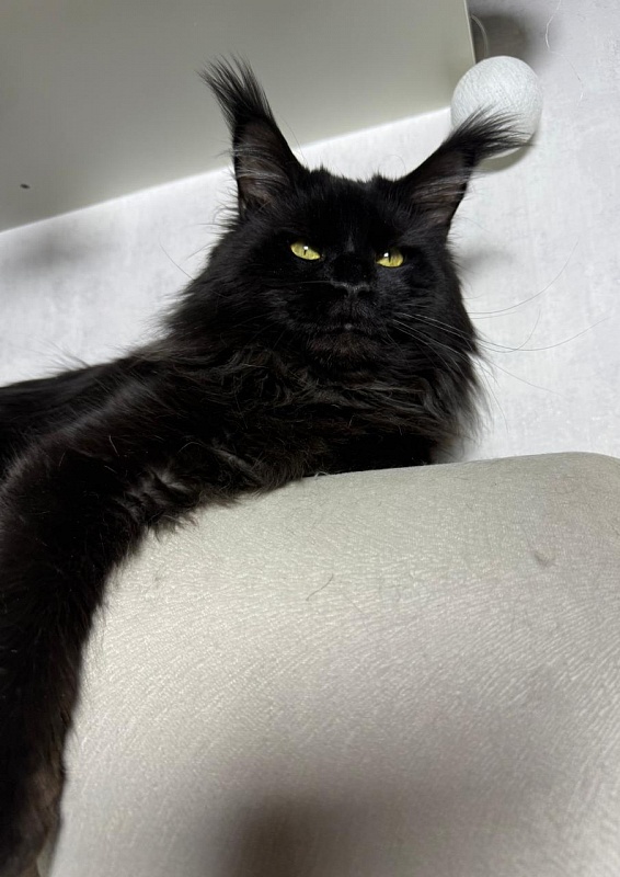 Sam Bloomer Akbars - Adult maine-coon 2 years 10 months 2.5 weeks