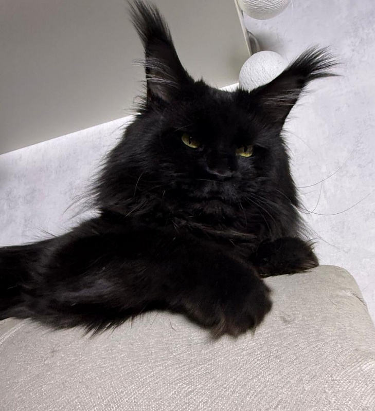 Sam Bloomer Akbars - Adult maine-coon 2 years 10 months 2.5 weeks