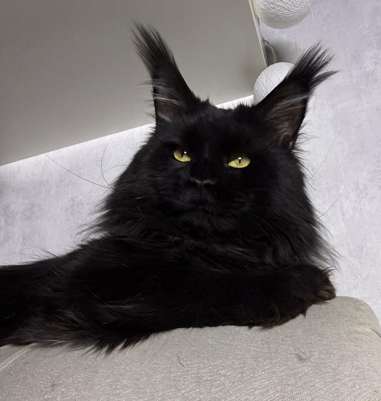 Sam Bloomer Akbars - Adult maine-coon 2 years 10 months 2.5 weeks