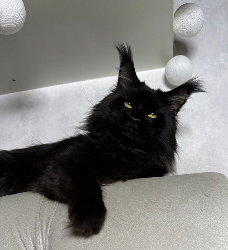 Sam Bloomer Akbars - Adult maine-coon 2 years 10 months 2.5 weeks