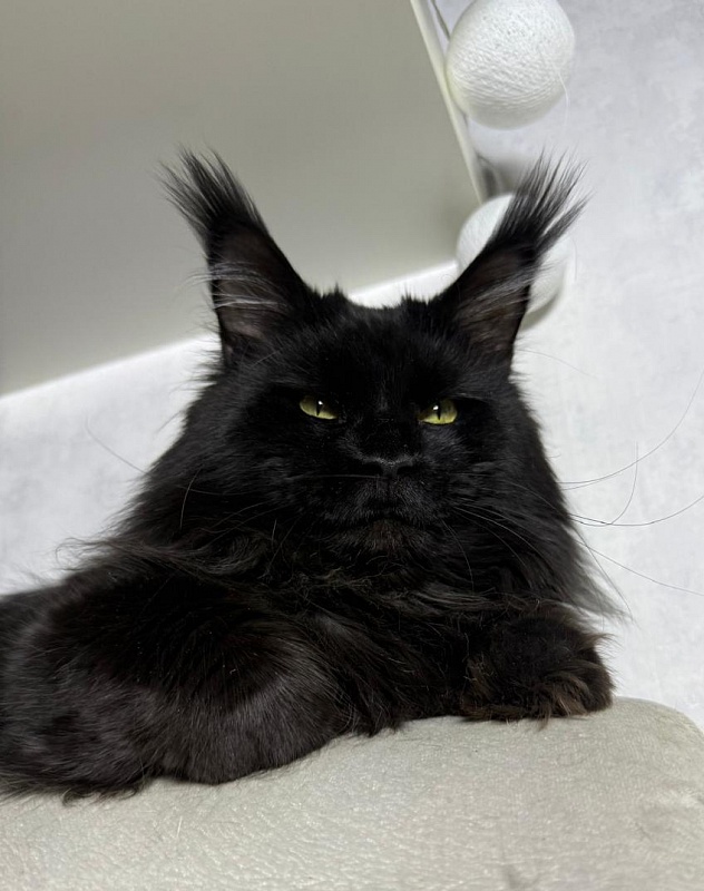 Sam Bloomer Akbars - Adult maine-coon 2 years 10 months 2.5 weeks