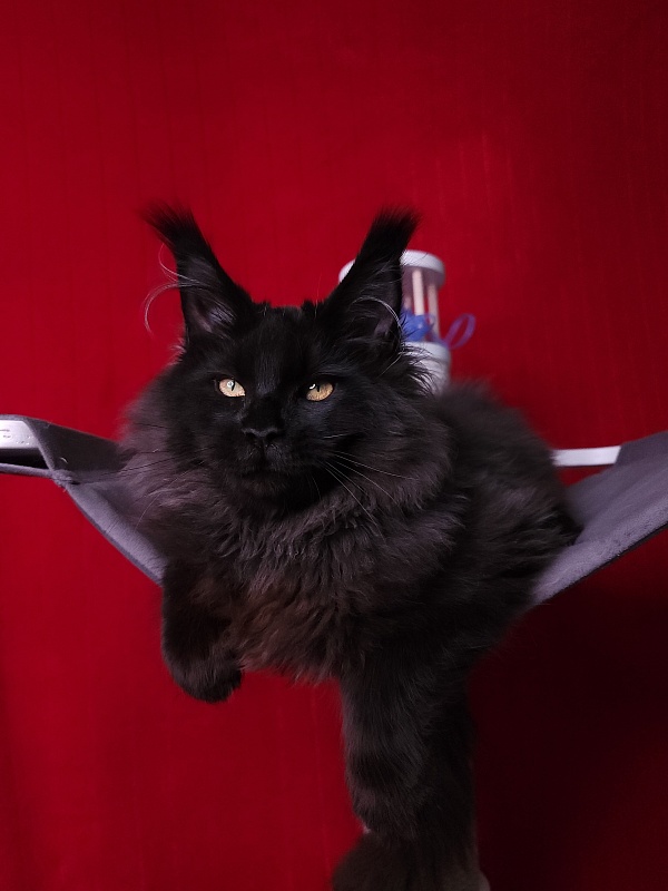 Sam Bloomer Akbars - Junior maine-coon 7 months 3.5 weeks