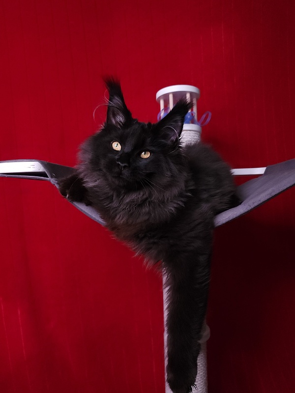 Sam Bloomer Akbars - Junior maine-coon 7 months 3.5 weeks