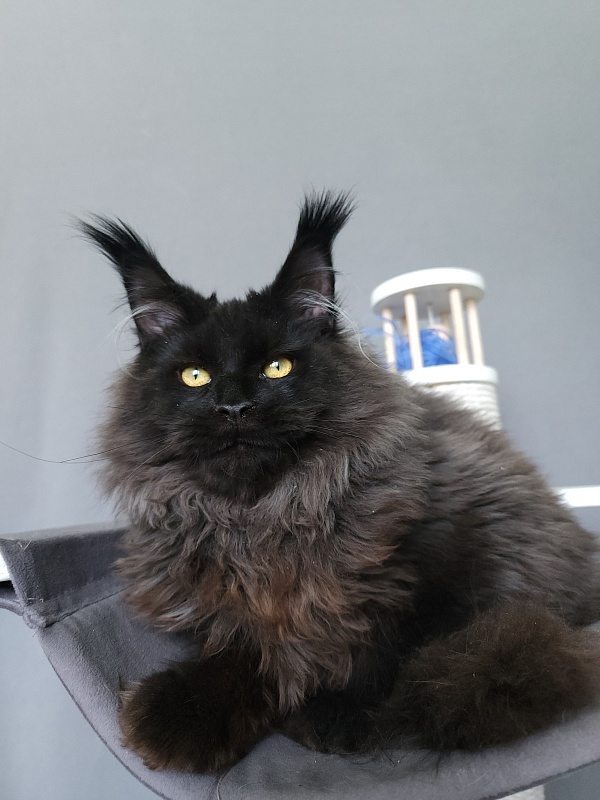 Sam Bloomer Akbars - Junior maine-coon 9 months 0.5 weeks