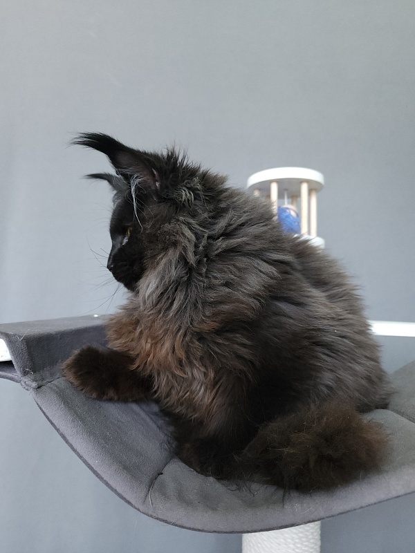 Sam Bloomer Akbars - Junior maine-coon 9 months 0.5 weeks