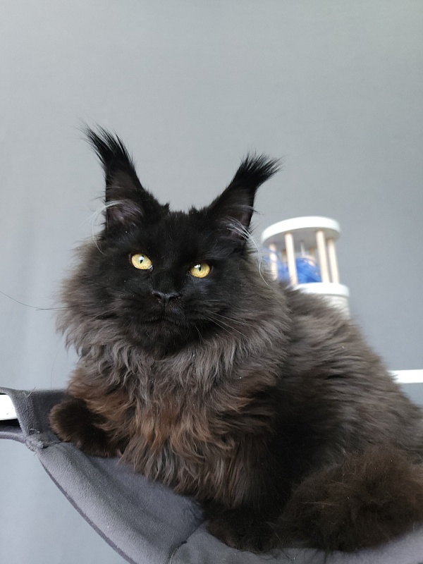 Sam Bloomer Akbars - Junior maine-coon 9 months 0.5 weeks