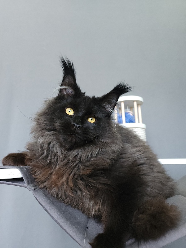 Sam Bloomer Akbars - Junior maine-coon 9 months 0.5 weeks