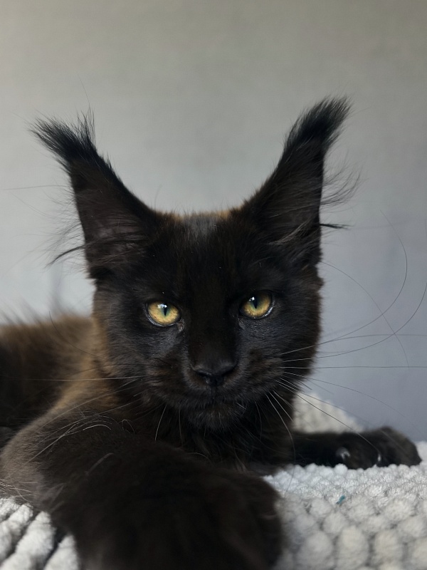 Hilary Cat Akbars  (polydactyl 77/66) - Kitten maine-coon 2 months 4 weeks