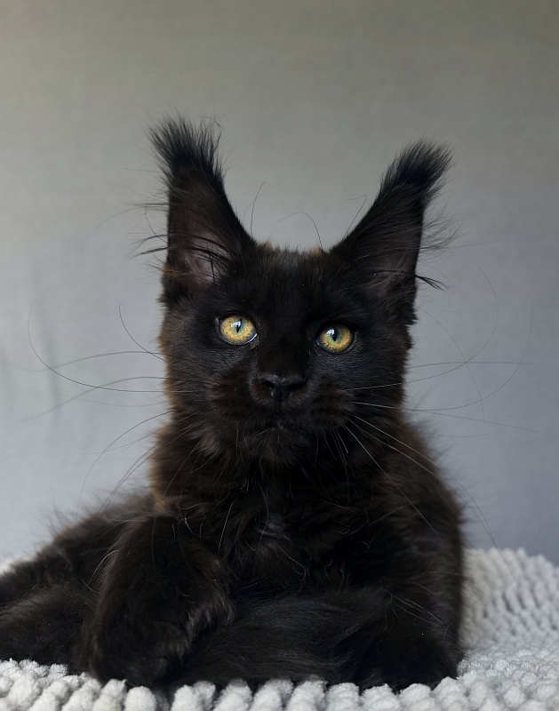 Hilary Cat Akbars  (polydactyl 77/66) - Kitten maine-coon 2 months 4 weeks