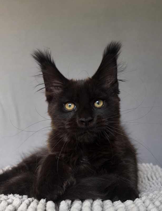 Hilary Cat Akbars  (polydactyl 77/66) - Kitten maine-coon 2 months 4 weeks