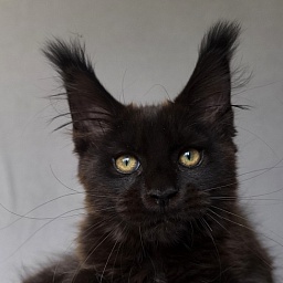 Hilary Cat Akbars  (polydactyl 77/66)