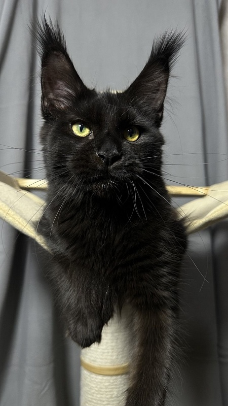 Hilary Cat Akbars  (polydactyl 77/66) - Kitten maine-coon 5 months 2.5 weeks