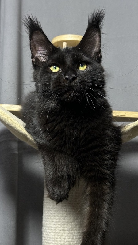 Hilary Cat Akbars  (polydactyl 77/66) - Kitten maine-coon 5 months 2.5 weeks