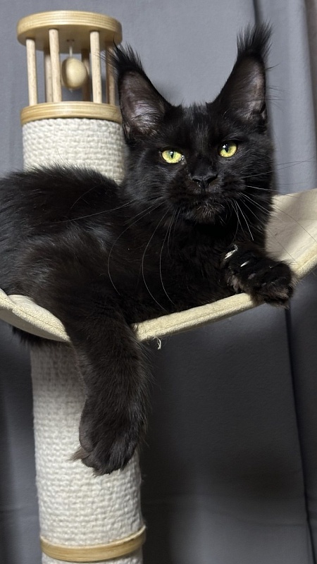 Hilary Cat Akbars  (polydactyl 77/66) - Kitten maine-coon 5 months 2.5 weeks