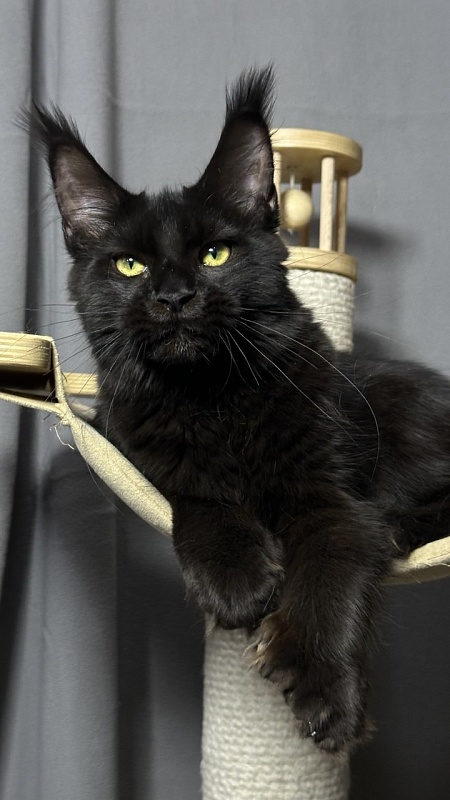 Hilary Cat Akbars  (polydactyl 77/66) - Kitten maine-coon 5 months 2.5 weeks