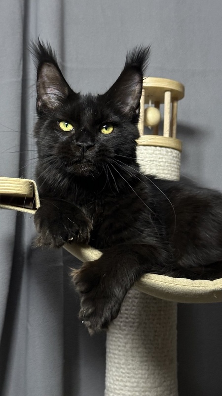 Hilary Cat Akbars  (polydactyl 77/66) - Kitten maine-coon 5 months 2.5 weeks