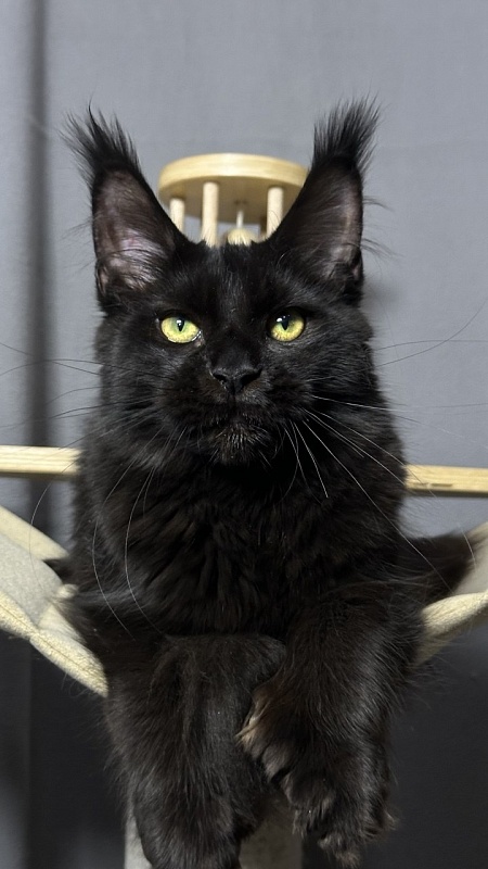Hilary Cat Akbars  (polydactyl 77/66) - Kitten maine-coon 5 months 2.5 weeks