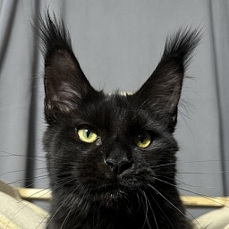 Hilary Cat Akbars  (polydactyl 77/66)