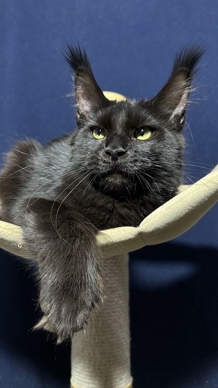 Hilary Cat Akbars  (polydactyl 77/66) - Kitten maine-coon 5 months 3 weeks