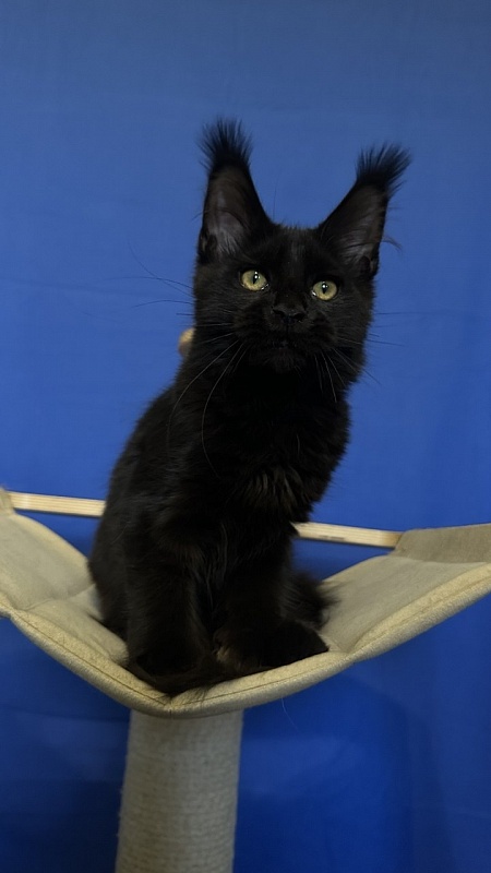 Hilary Cat Akbars  (polydactyl 77/66) - Kitten maine-coon 4.5 months